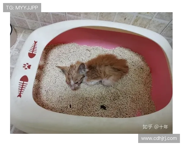 掌敏洁家的猫都比我省吃俭用